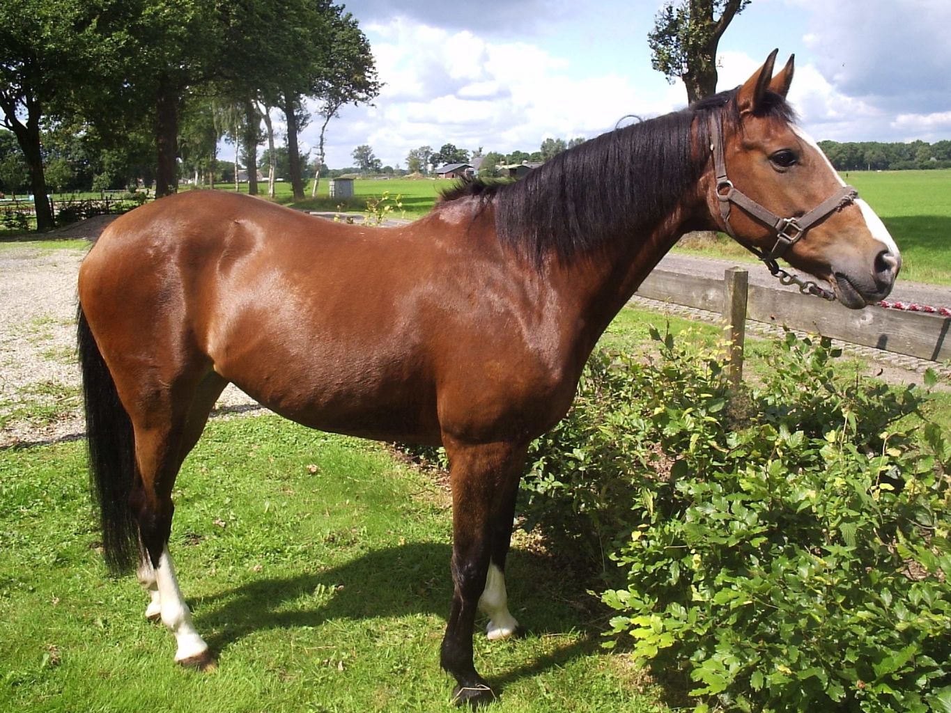 Manege pony's en paarden1365 x 1024